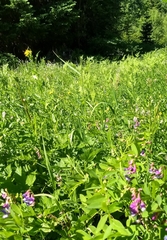 Lathyrus polyphyllus