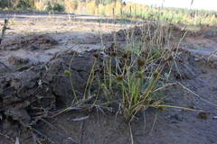 Carex bohemica