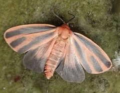 Hypoprepia miniata