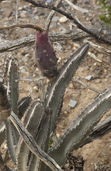 Peniocereus greggii greggii