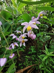 Solanum dulcamaroides