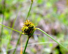 Carex bonariensis