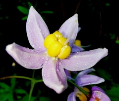 Solanum dulcamaroides