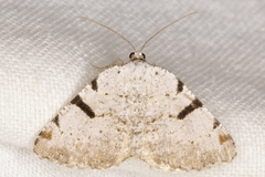 Macaria subcessaria