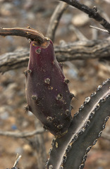 Peniocereus greggii greggii