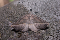 Metanema determinata