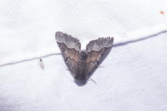 Pero behrensaria sperryi