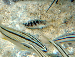 Malacoctenus macropus