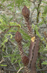 Peniocereus greggii greggii