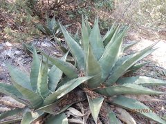 Agave gentryi