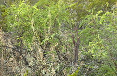 Peniocereus greggii greggii