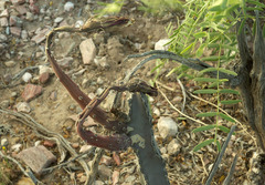 Peniocereus greggii greggii