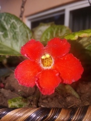 Magnoliopsida