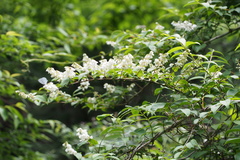 Deutzia crenata