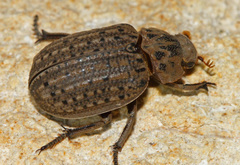 Omorgus suberosus