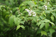 Deutzia crenata