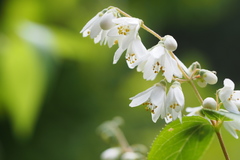 Deutzia crenata