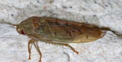 Ponana quadralaba