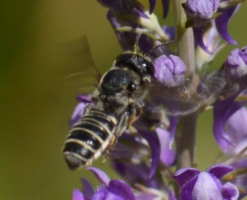 Megachile angelarum photo 4