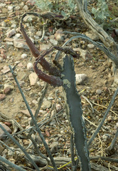 Peniocereus greggii greggii