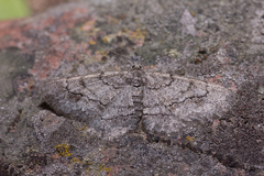 Stenoporpia pulmonaria