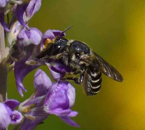 Megachile angelarum photo 3
