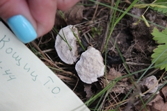 Fungi
