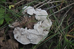 Fungi