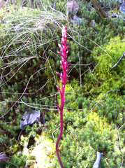 Corallorhiza