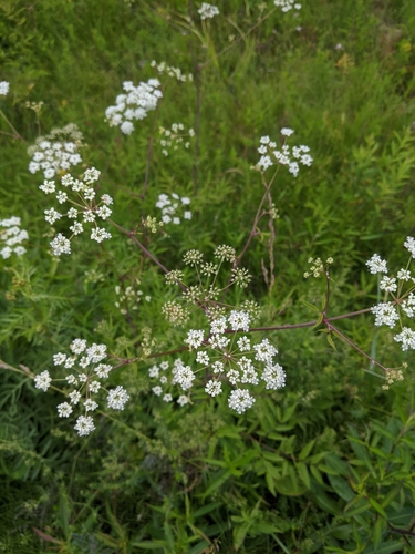 Cicuta maculata image