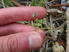 Myosotis discolor
