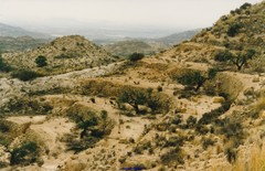 Ceratonia siliqua