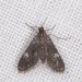 Elophila tinealis - Photo (c) allenwoodliffe, algunos derechos reservados (CC BY-NC), subido por allenwoodliffe