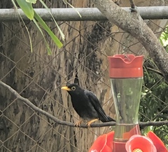 Turdus flavipes