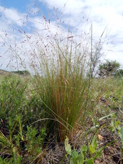 Piptochaetium napostaense