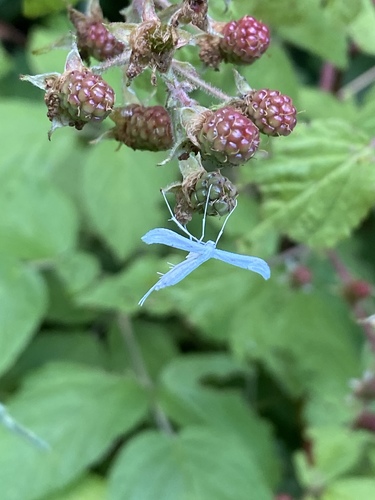 Plain, Elliott's, and Habeck's Plume Moths photo 2