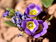 Phacelia demissa