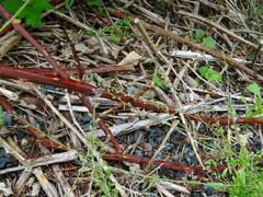 Myosotis discolor