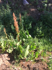 Rumex densiflorus