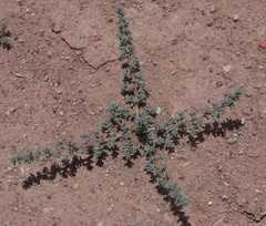 Halogeton glomeratus