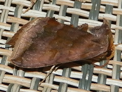 Plusiini