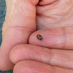 Hippodamia oregonensis