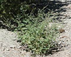 Verbena lasiostachys