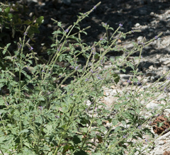 Verbena lasiostachys