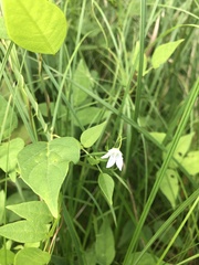 Campanula aparinoides