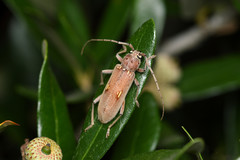 Eburia mutica