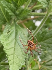 Araneus diadematus