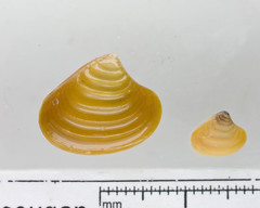 Astarte elliptica