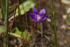 Brodiaea terrestris terrestris