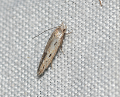 Mompha brevivittella